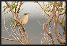 Rosse Waaierstaart, Rufous-tailed Scrub Robin, Cercotrichas galactotes Location: Skala Kalonis, Greece (Lesbos) rosse waaierstaart MG 1328 kopie